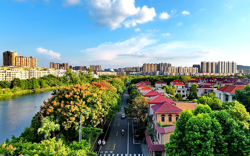 江西贛州南康區：欒樹花開 城市景美